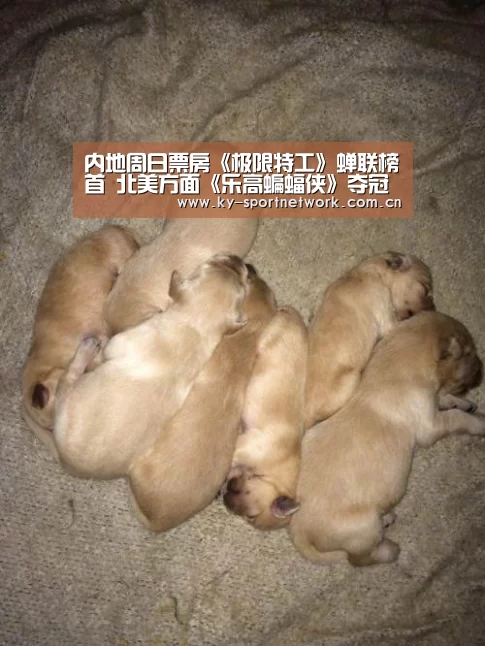 开云体育官方入口